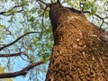 pov under a big and old trembesi tree, shady with a bright blue sky. fresh air. green garden Royalty Free Stock Photo