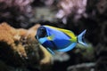 Powder-blue surgeonfish Royalty Free Stock Photo