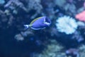 Powder blue tang, Acanthurus leucosternon Royalty Free Stock Photo