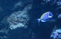 Powder blue tang, Acanthurus leucosternon Royalty Free Stock Photo