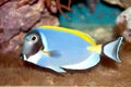 Powder Blue Tang (Acanthurus leucosternon) tropical fish Royalty Free Stock Photo