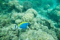 Powder Blue tang