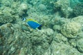 Powder Blue tang, Blue fish swim above corals