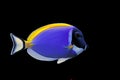 Powder Blue tang