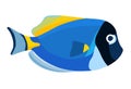 Powder blue tang fish. Acanthurus surgeon fish icon