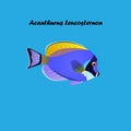 Powder Blue Tang fish