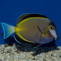 Powder Brown Tang Acanthurus japonicus