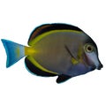 Powder Brown Tang Isolated