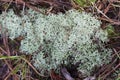 Powder Puff Lichen - Reindeer Moss - Cladina evansii