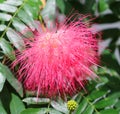 Powder puff tree is captivating, covered with big, bright blooms. Royalty Free Stock Photo