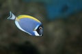 Powderblue surgeonfish (Acanthurus leucosternon) Royalty Free Stock Photo