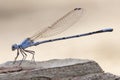 Powdered Dancer, Argia moesta