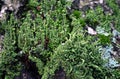 Powdered trumpet lichen Cladonia Fimbriata