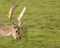 Powderham Castle Dear