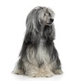 Powderpuff Chinese crested dog Royalty Free Stock Photo