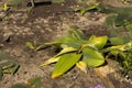 Powderpuff plant Haemanthus coccineus