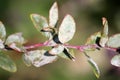 Powdery mildew caused by Erysiphe berberidis on green leaves of barberry Royalty Free Stock Photo