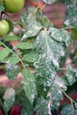 Powdery mildew disease symptom and leaf miner symptom on tomato leaf Royalty Free Stock Photo