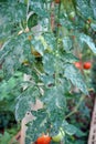 Powdery mildew disease symptom and leaf miner symptom on tomato leaf Royalty Free Stock Photo