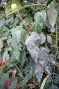 Powdery mildew disease symptom on tomato leaf Royalty Free Stock Photo