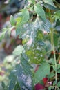 Powdery mildew disease symptom on tomato leaf Royalty Free Stock Photo