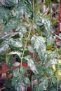 powdery mildew disease symptom on tomato leaf Royalty Free Stock Photo