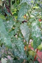 Powdery mildew disease symptom on tomato leaf Royalty Free Stock Photo