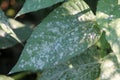 Powdery mildew Erysiphe cichoracearum on leaf of Jerusalem artichoke Royalty Free Stock Photo