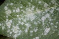 Powdery mildew Erysiphe cichoracearum on leaf of Jerusalem artichoke Royalty Free Stock Photo