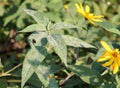 Powdery mildew Erysiphe cichoracearum on leaves of Jerusalem artichoke or Helianthus tuberosus Royalty Free Stock Photo