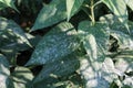 Powdery mildew Erysiphe cichoracearum on leaves of Jerusalem artichoke or Helianthus tuberosus Royalty Free Stock Photo