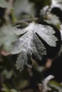 Powdery Mildew fungus on leafs of Hawthorns - Crataegus plant