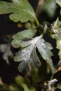 Powdery Mildew fungus on leafs of Hawthorns - Crataegus plant