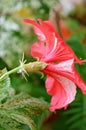 Powdery mildew. Powdery growth on leaves and sometimes stems and flowers. infected leaves distort, discolor, wither and defoliate.