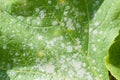 Powdery mildew on a leaf of pumpkin Royalty Free Stock Photo