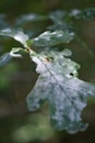 Powdery mildew on the leaves of an oak (Quercus) Royalty Free Stock Photo