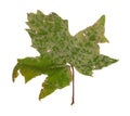 Powdery mildew on maple leaf isolated on white background Royalty Free Stock Photo