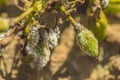 Powdery mildew ongrape