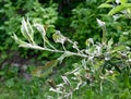 Powdery mildew, podoshpaera leucotricha on an apple tree Royalty Free Stock Photo