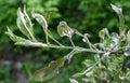 Powdery mildew, podoshpaera leucotricha on an apple tree Royalty Free Stock Photo