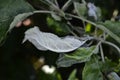 Powdery mildew,  podoshpaera leucotricha on an apple tree. Apple leaves infected and damaged by fungus disease Royalty Free Stock Photo