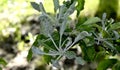 Powdery mildew, podoshpaera leucotricha on an apple tree. Apple leaves infected and damaged by fungus disease