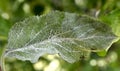 Powdery mildew,  podoshpaera leucotricha on an apple tree. Apple leaves infected and damaged by fungus disease Royalty Free Stock Photo