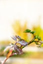 powdery mildew on a rose. A rose plant affected by a fungal disease. Copy space, selective focus Royalty Free Stock Photo