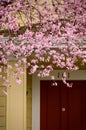 Power of blooming cherry trees in Seattle suburbs