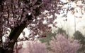 Power of blooming cherry trees in Seattle suburbs