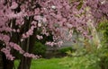 Power of blooming cherry trees in Seattle suburbs