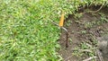 power cord plugged into the ground for electrical safety Royalty Free Stock Photo