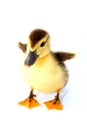 Baby duck isolated on white background