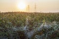 The power industry  Support of high-voltage transmission lines at dawn in fog  natural noise in the fog Royalty Free Stock Photo